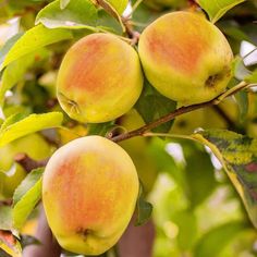 three apples hanging from a tree with green leaves