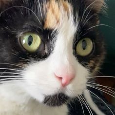 a black, white and orange cat with green eyes