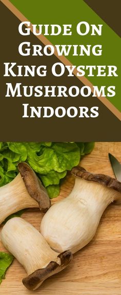 the guide on growing king oyster mushrooms indoors is shown with green lettuce in the background