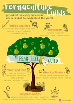 the permaculture guide for pear trees