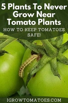 green tomatoes with text that reads 5 plants to never grow near tomato plants how to keep tomatoes safe