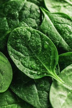 green leaves with water drops on them