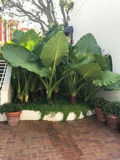 large green plants are growing in the corner of a brick patio area with potted plants on either side