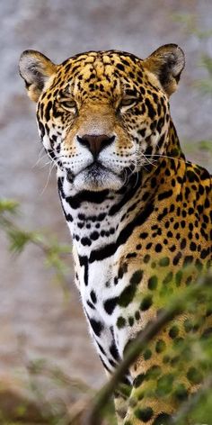 a close up of a leopard looking at the camera