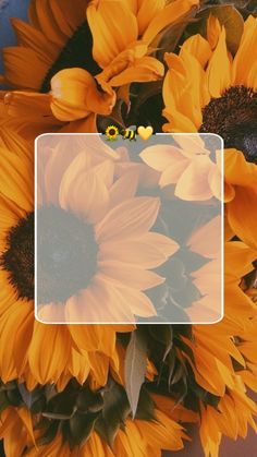 sunflowers are arranged in a square frame on a table