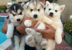 a man holding three puppies in his arms near a swimming pool and flower pot