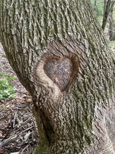 a heart carved into the bark of a tree