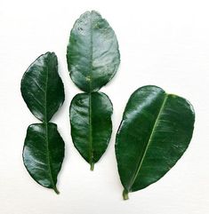 three green leaves on a white background