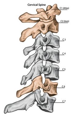 the bones of the neck and lower limbs