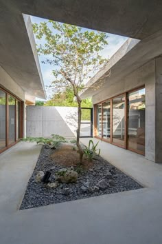 a tree in the middle of a courtyard