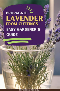 lavender flowers in a vase with the words propagate lavender from cuttings easy gardener's guide