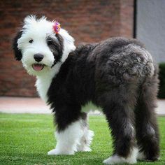 a shaggy black and white dog standing on top of a green grass covered field next to a brick building