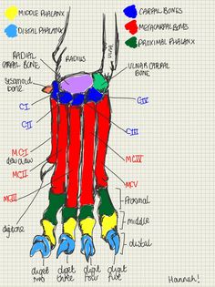 diagram of the structure of an animal's body with all its main parts labeled