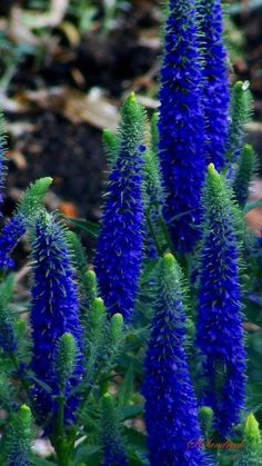 blue flowers with green stems in the foreground and leaves on the ground behind them