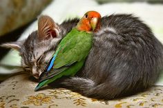 a cat sleeping on top of a green bird next to a yellow flower and a rose