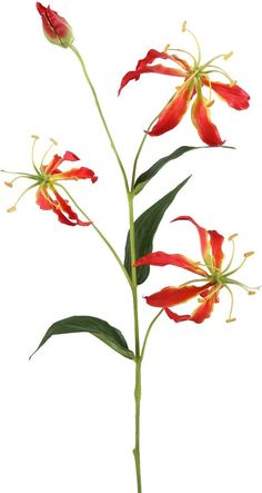 red flowers with green stems on a white background