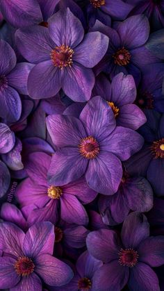 purple flowers with yellow stamens in the center and petals on each side, all arranged together