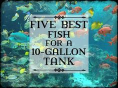 the words five best fish for a 10 gallon tank are in front of an aquarium