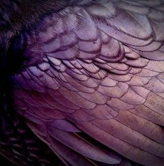 an image of a bird that is close up