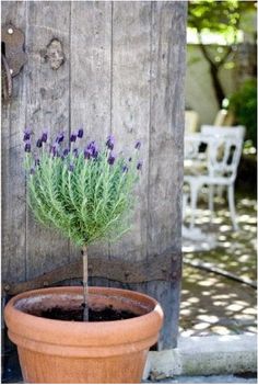 a potted plant with purple flowers sitting in front of a wooden wall and door