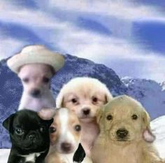 four puppies are sitting in the snow with hats on their heads and one is looking at the camera