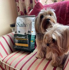 a small dog sitting on top of a couch next to a bag of salt