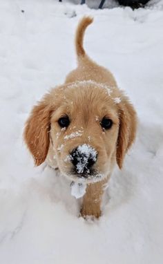 a small brown dog standing in the snow with it's nose up to the camera