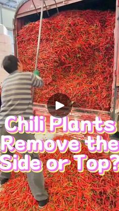 a man standing in front of a pile of red peppers with the words chili plants remove the side or top?