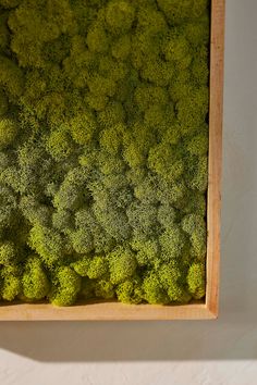 an overhead view of broccoli in a wooden frame on the wall with white walls