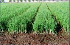 several rows of green grass in the middle of a field