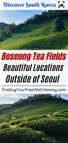 tea fields with text that reads, besod tea fields beautiful locations outside of seoul