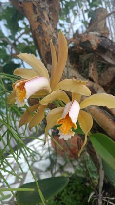 two yellow and white orchids with green leaves