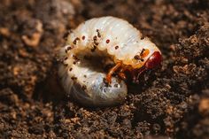 a white caterpillar crawling on top of dirt