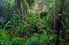 a lush green forest filled with lots of trees and plants next to a river in the jungle