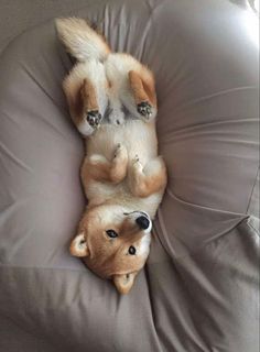 a dog laying on its back on top of a couch with it's paws hanging out