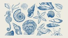 blue sea shells and starfish on a white background with the words, seashells