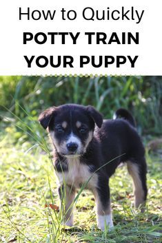 a small black and white dog standing on top of a grass covered field with the words selegao de nomes criativos para cachoros