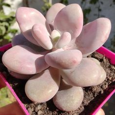 a small pink potted plant with white rocks in it's center and dirt on the ground