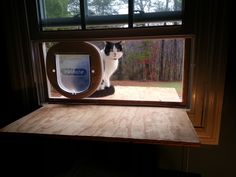 a black and white cat sitting on top of a window sill