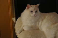 a white cat sitting on top of a chair