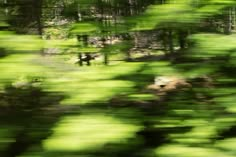 blurry photograph of trees in the woods