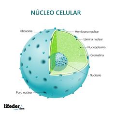 an illustration of the structure of a cell with labeled parts and description on white background