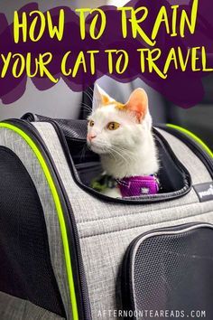 a cat sitting in a suitcase with the words how to train your cat to travel