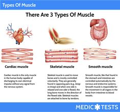 there are three types of muscle