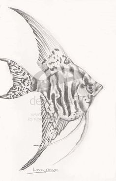 a pencil drawing of a fish with long tail and black stripes on it's body