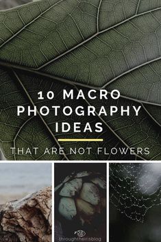 the top ten macro photography ideas that aren't flowers are featured in this post