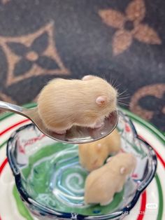 a small mouse sitting on top of a spoon