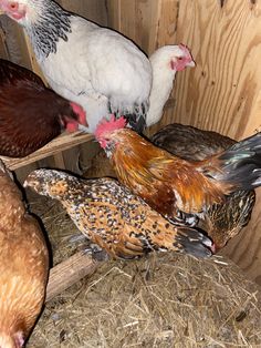 When acquiring a flock of backyard chickens most people are excited about the farm-fresh eggs they will be collecting from their own girls. Not much thought...