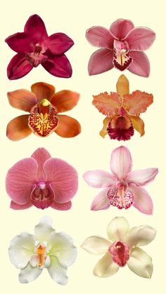 six different types of orchids are shown in this image, including pink and white flowers