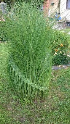 a tall grass plant sitting on top of a lush green field next to a house